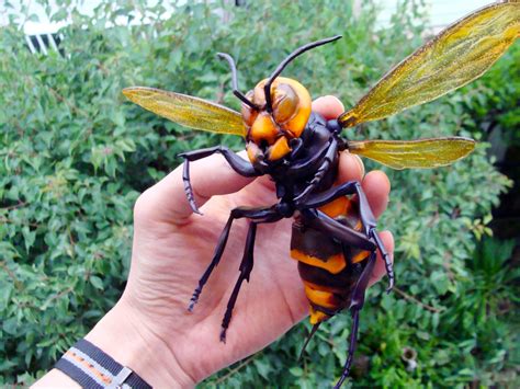 biggest asian giant hornet.